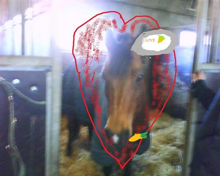 Welsh Pony (sec B) Wanda solgt :´( billede 11