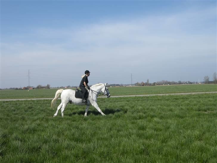 Anden særlig race Shadow Himmelhest - anden galop tur .....jubiiiii det er fedt :-) billede 3
