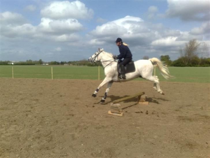 Anden særlig race Shadow Himmelhest - vores første baby spring :-) billede 6