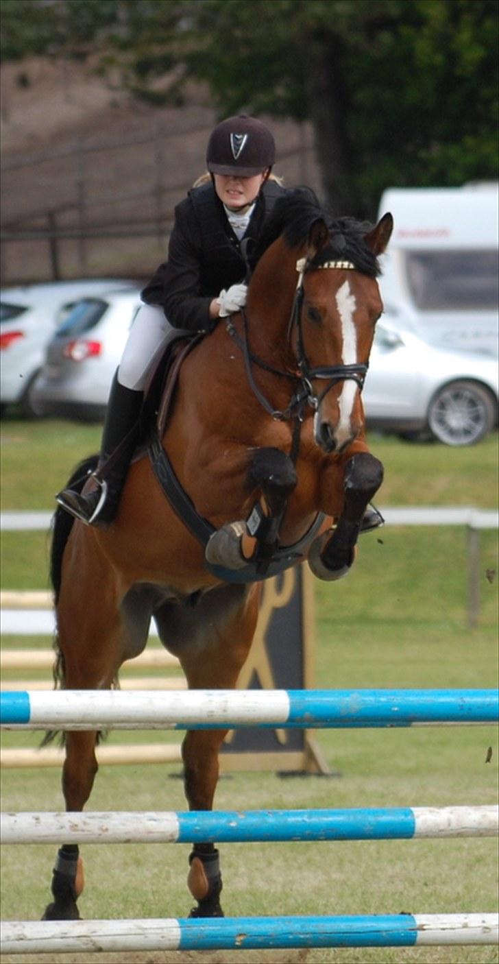 Dansk Varmblod Holmgårds Quatro - SOLGT! - Morsø 2009. Foto: Maria. billede 7