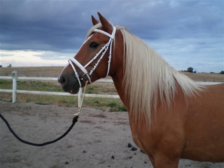 Haflinger Asterix billede 1