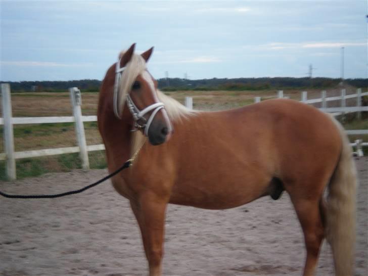 Haflinger Asterix billede 2