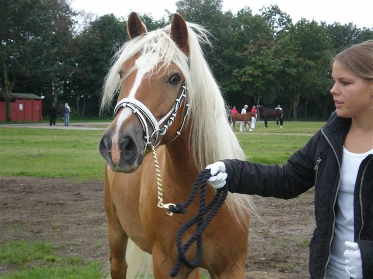 Haflinger Asterix billede 3