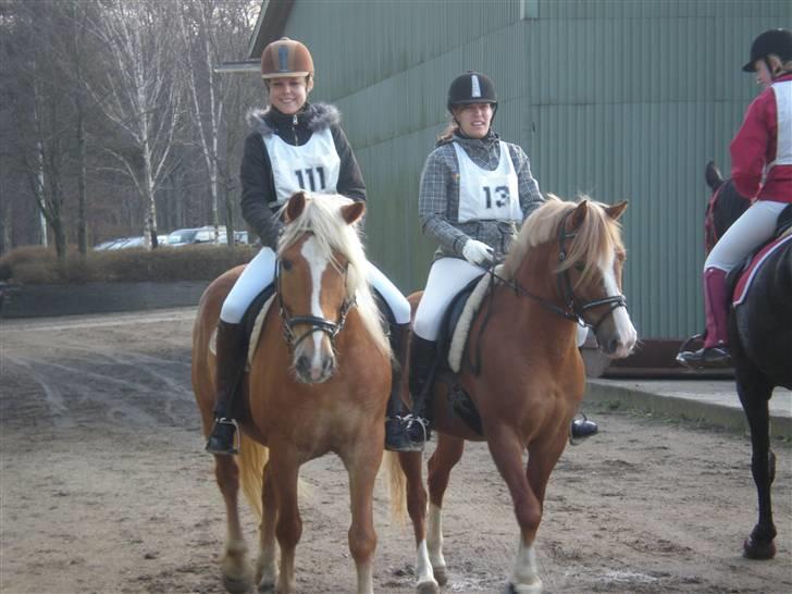 Haflinger Asterix billede 5