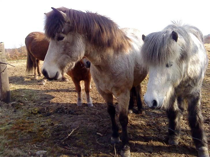 Islænder Gladur **SOLT** billede 5