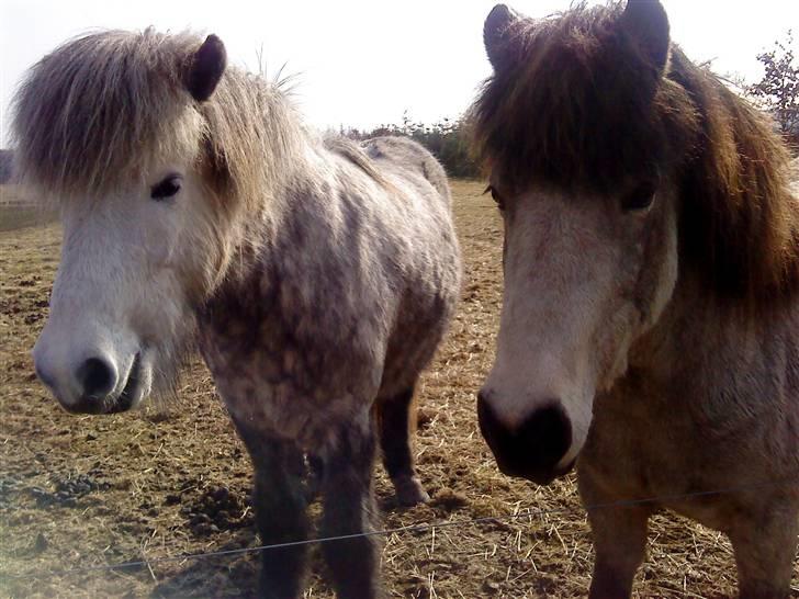 Islænder Gladur **SOLT** billede 6