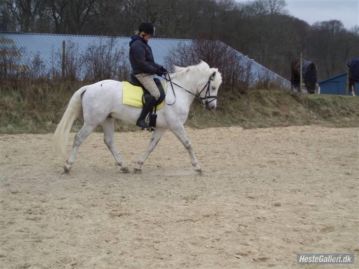 Connemara Skærgårdens Silver Night - Velkommen til Silver Night´s profil :D <3 billede 1