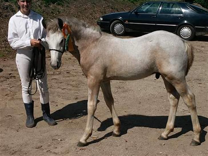 Connemara Skærgårdens Silver Night - Min elskede Basse´mand <3billede er annea g`s har fået lov til af låne det billede 2