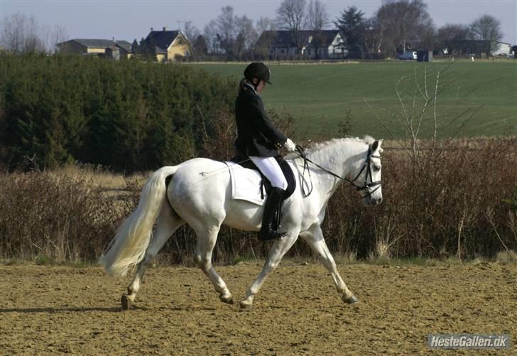 Connemara Skærgårdens Silver Night - Silver og jeg, opvarmning til vores første stævne sammen. billede 3