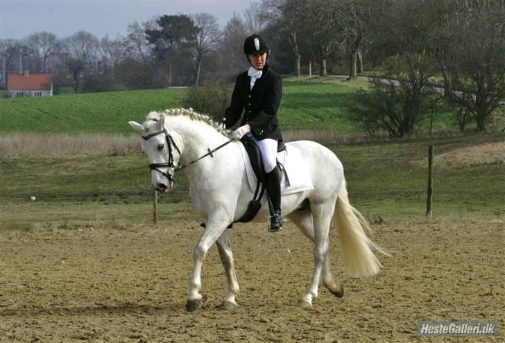 Connemara Skærgårdens Silver Night - Silver og jeg, opvarmning til vores første stævne sammen. billede 4