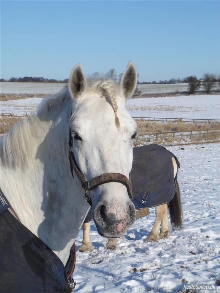 Connemara Skærgårdens Silver Night - på folden :D billede 5