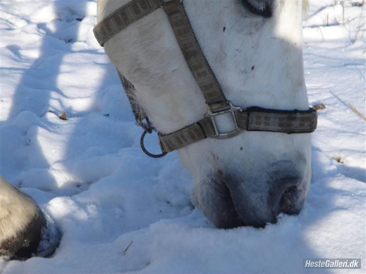 Connemara Skærgårdens Silver Night billede 6