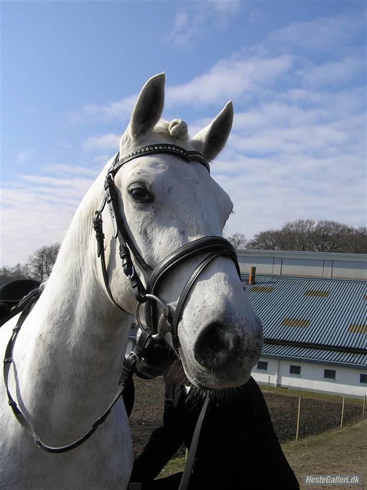 Connemara Skærgårdens Silver Night billede 7