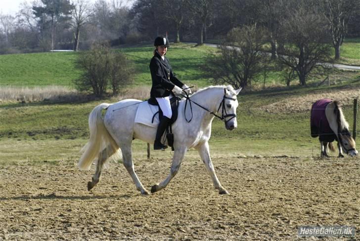 Connemara Skærgårdens Silver Night - Silver og jeg, opvarmning til vores første stævne sammen. billede 8
