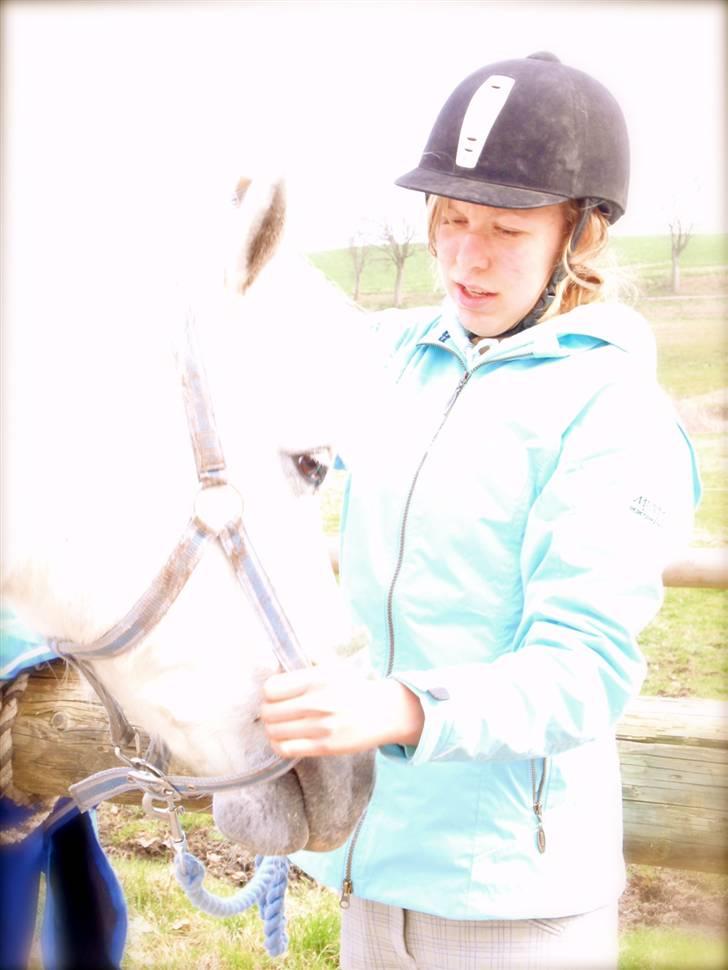 Connemara Skærgårdens Silver Night - Jeg elsker den pony, han betyder ALT ! :-* <3 Foto: Signe billede 9