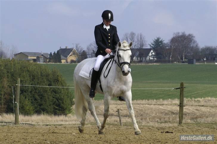 Connemara Skærgårdens Silver Night - Silver og jeg, opvarmning til vores første stævne sammen. billede 11