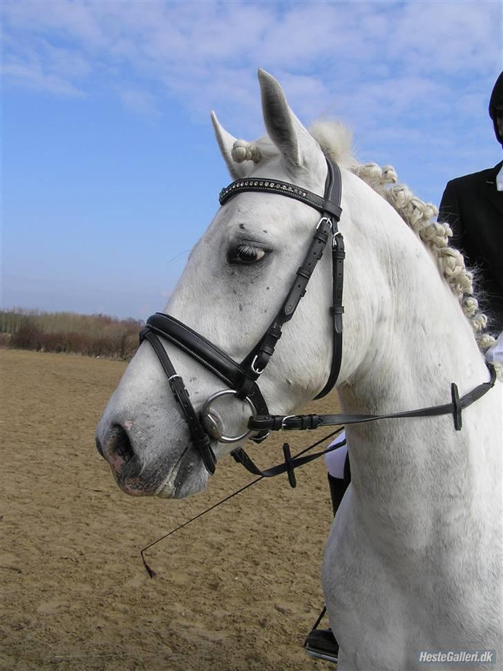 Connemara Skærgårdens Silver Night - Silver <3 billede 12