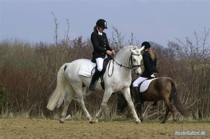 Connemara Skærgårdens Silver Night - Silver og jeg, opvarmning til vores første stævne sammen. billede 13