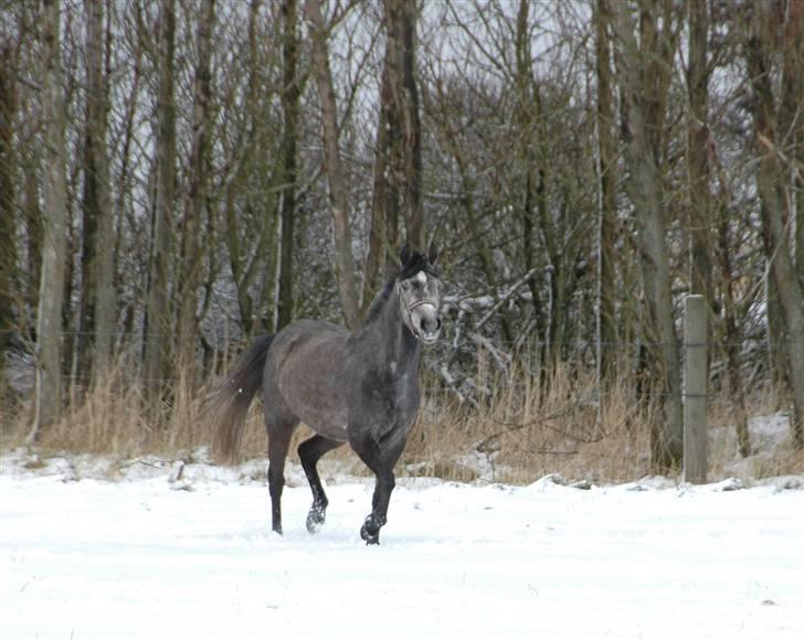Sportsaraber (A) nefertitte |  - 2008 billede 17