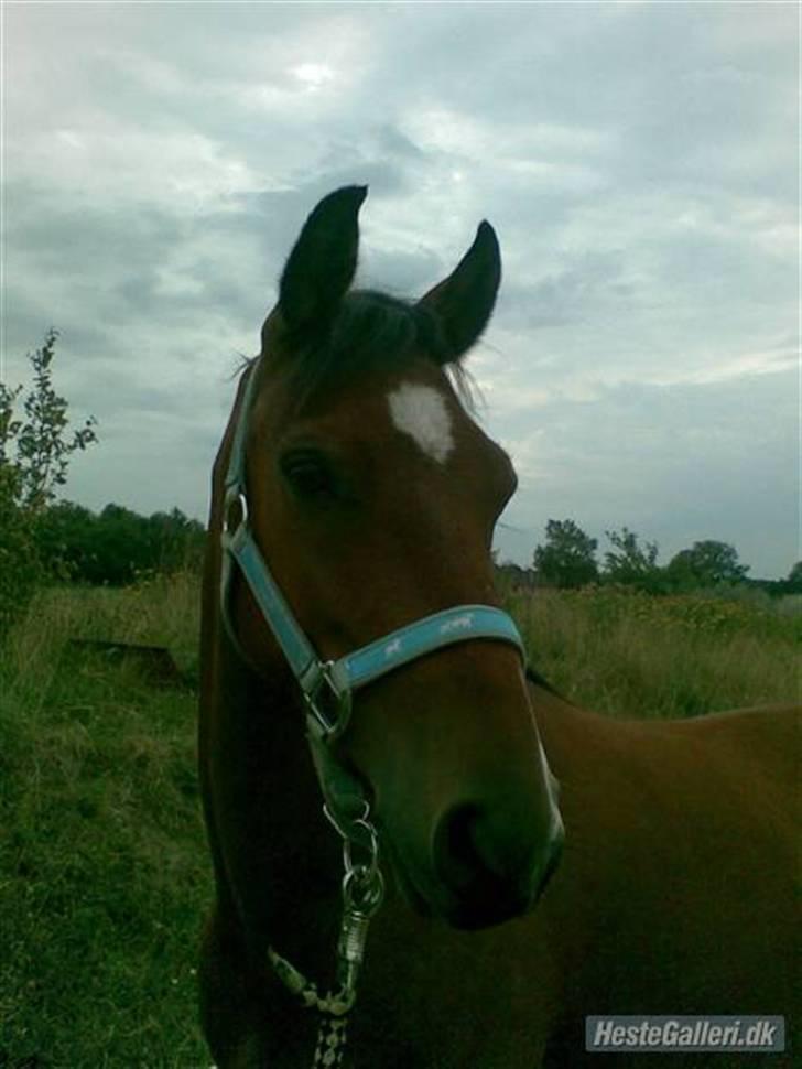 Anden særlig race complet (solgt) - jeg er bare så totalt sød!!!! billede 1