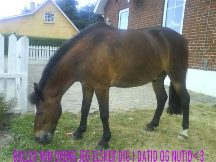 New Forest buller (SOLGT) billede 6