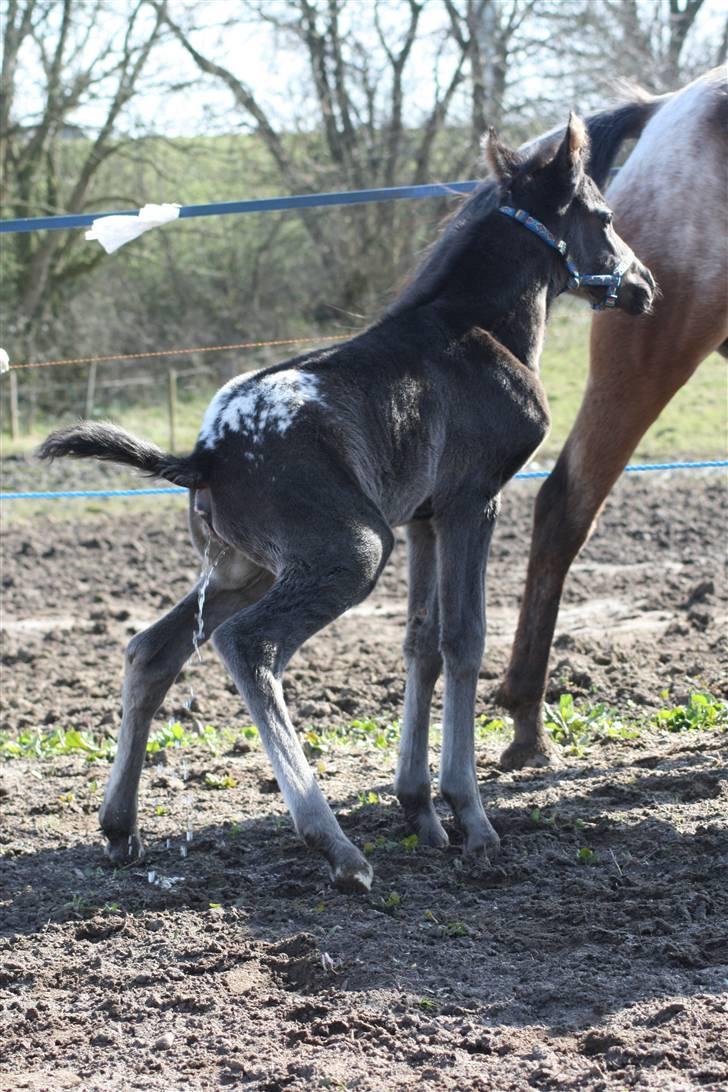 Anden særlig race FLYING MIGTHY MISS MAGPIE - sit..  billede 9