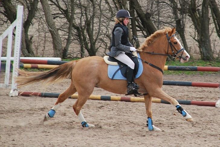 Anden særlig race Amadeus *Ama* billede 5