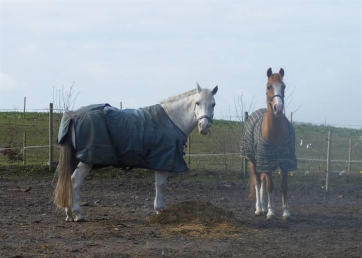 Anden særlig race Amadeus *Ama* - her er jeg på vinterfolden med en af mine venner han hedder chili billede 17