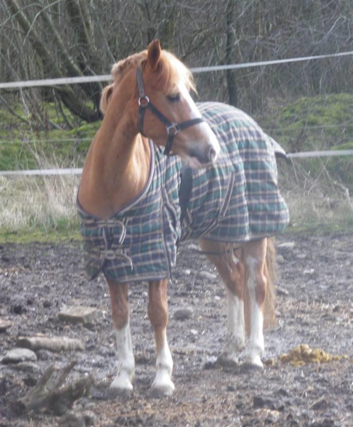 Anden særlig race Amadeus *Ama* - og på vinterfolden igen billede 18