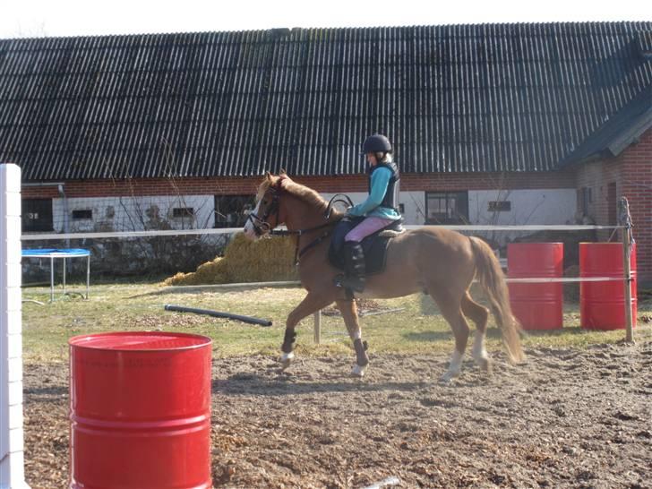 Anden særlig race Amadeus *Ama* - her er vi en tur på ridebanen billede 7