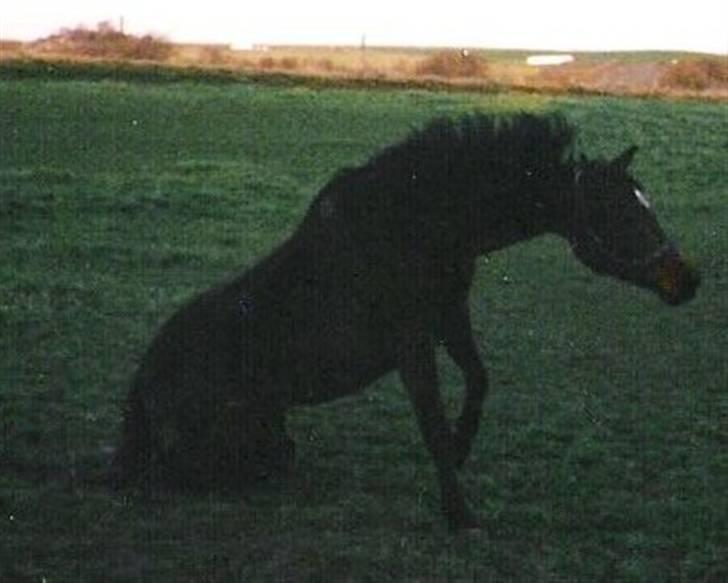 Dansk Varmblod Ginger Emma ~EFTERLYSES~ billede 7