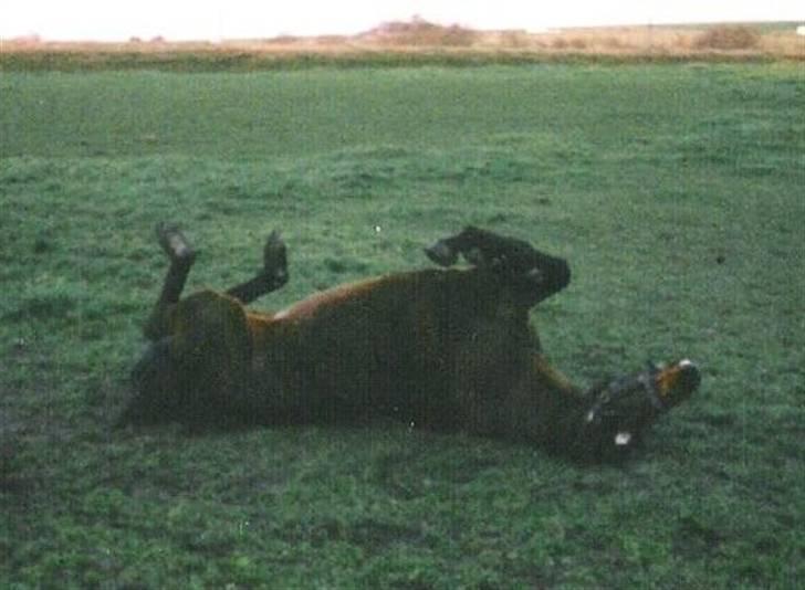 Dansk Varmblod Ginger Emma ~EFTERLYSES~ billede 8