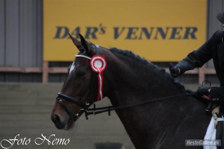 Dansk Varmblod Legrando lyngkær - nr 16. Første Stævne. og en 1 Plas med hjem elsker den hest <3 billede 17