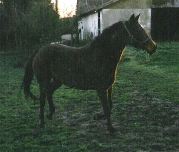 Dansk Varmblod Ginger Emma ~EFTERLYSES~ billede 9