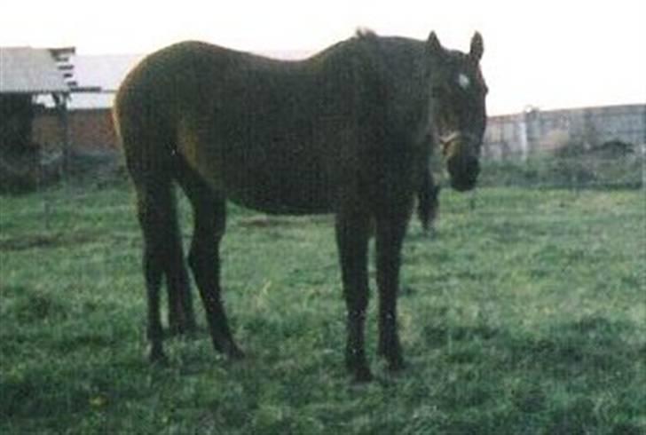 Dansk Varmblod Ginger Emma ~EFTERLYSES~ billede 11