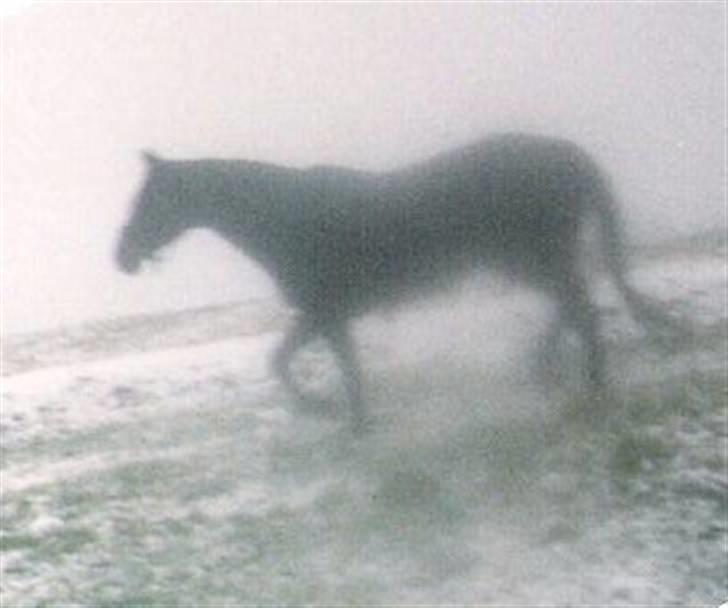 Dansk Varmblod Ginger Emma ~EFTERLYSES~ billede 12