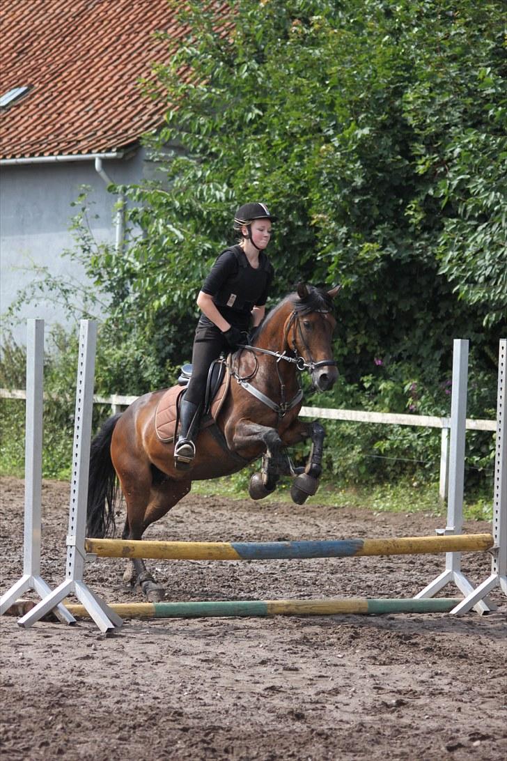 Anden særlig race Bonnie  - Bonnie ligger en anelse højt over de 50 cm :-) Foto: CSJ  billede 10