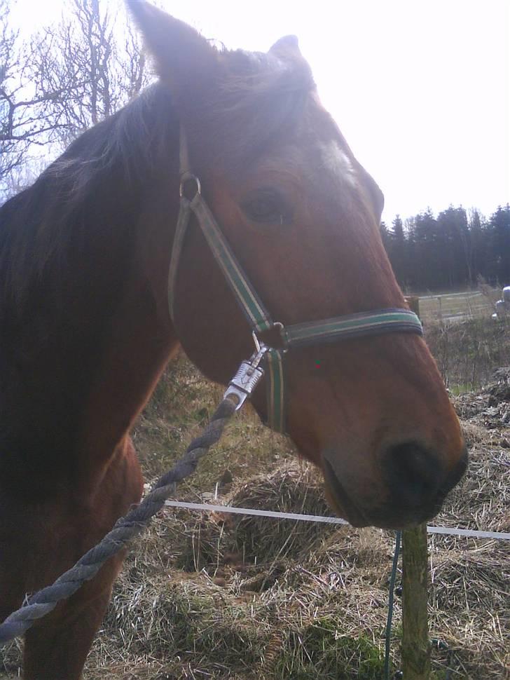 Anden særlig race speed billede 14