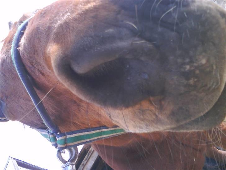 Anden særlig race speed billede 15