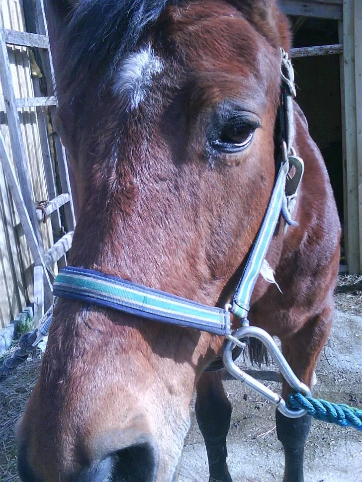 Anden særlig race speed billede 16