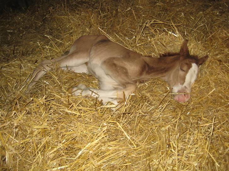 Welsh Partbred (Sec F) Xenobia - Prinsessen sover, 30/03-09. billede 1