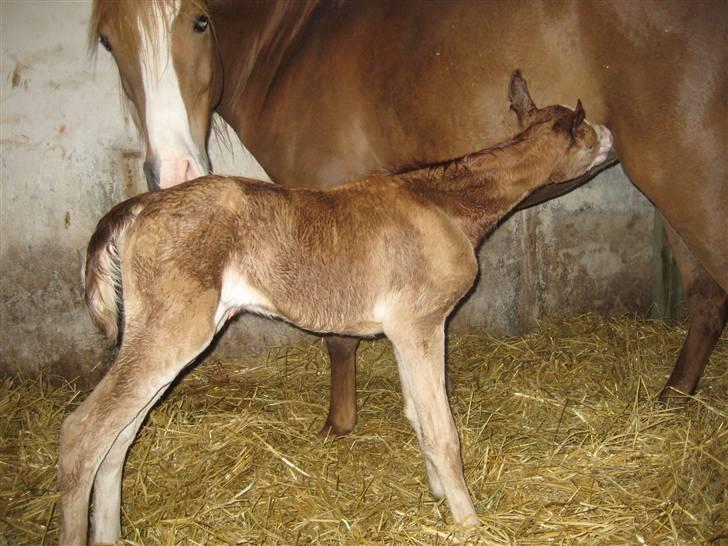 Welsh Partbred (Sec F) Xenobia - Xenobia leder efter patterne,30/03-09. billede 4