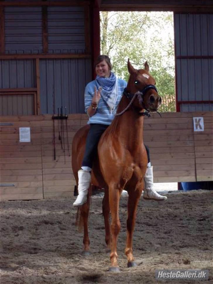 Arabisk fuldblod (OX) GHAZAL AL BAHIR. VINDENS SANG - Ghazal og jeg. <3 my love..  selv tilredet ham sommer 09..  billede 3