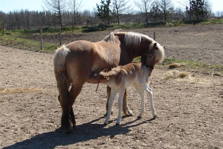 Haflinger 16734/T Corlita - mor billede 10