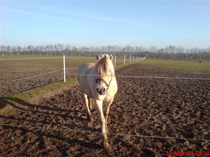 Fjordhest Pepsi *solgt* - 30-3-09: første dag på fold... billede 1