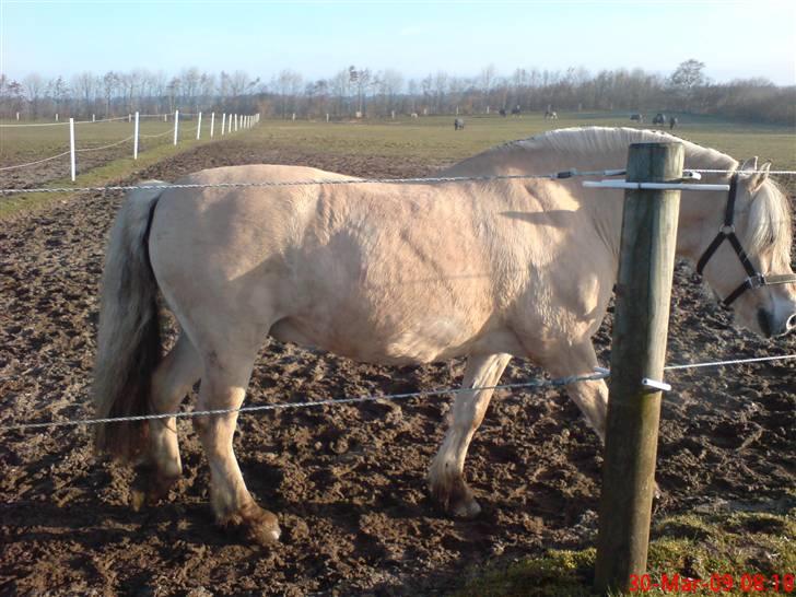 Fjordhest Pepsi *solgt* - 30-3-09: første dag på fold... billede 2
