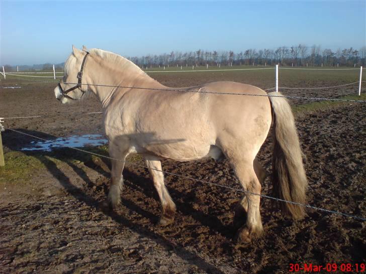 Fjordhest Pepsi *solgt* - 30-3-09: første dag på fold... billede 3
