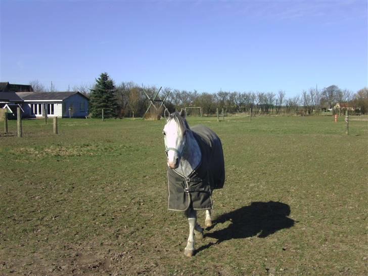 Welsh Pony (sec B) Klintholm's Sir Charles - Charles på fold billede 7