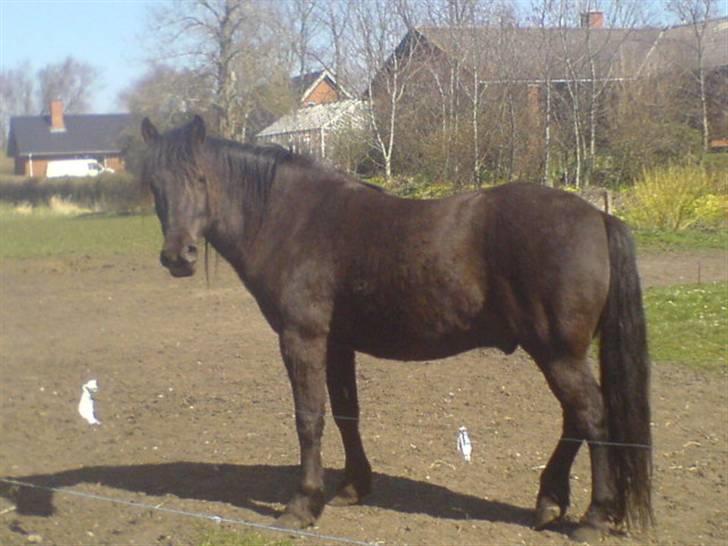 Anden særlig race Shadow billede 2