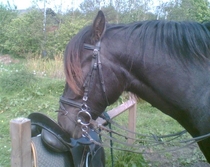 Anden særlig race Shadow billede 3